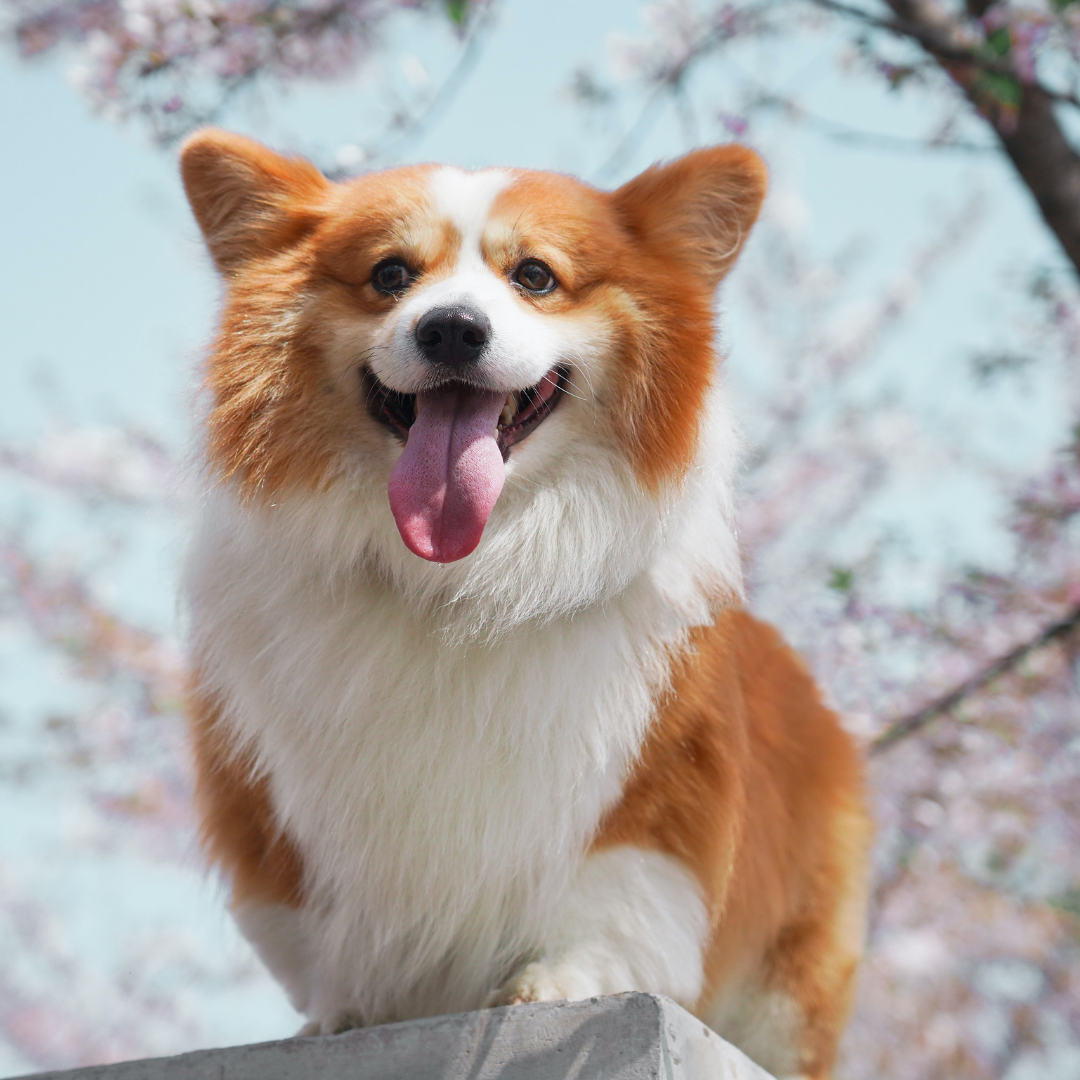 5 Springtime Health and Safety Tips for your Furry Friends